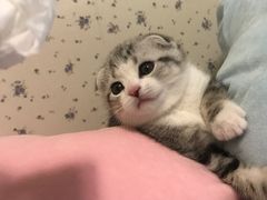 -Bastet sally猫舍购宠(静安店)