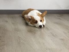 -浣熊柯尔鸭土拨鼠·电玩咖