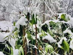 -铁山坪森林公园