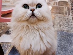 -喵屿·大理花园猫咖