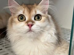 -lincat·猫舍(广州店)