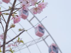 -顾村公园
