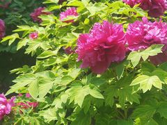 -莲花池公园