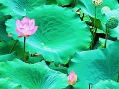 -荔湾湖公园