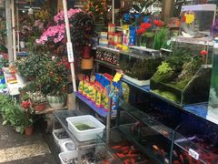 -曲阳花鸟市场(曲阳路店)