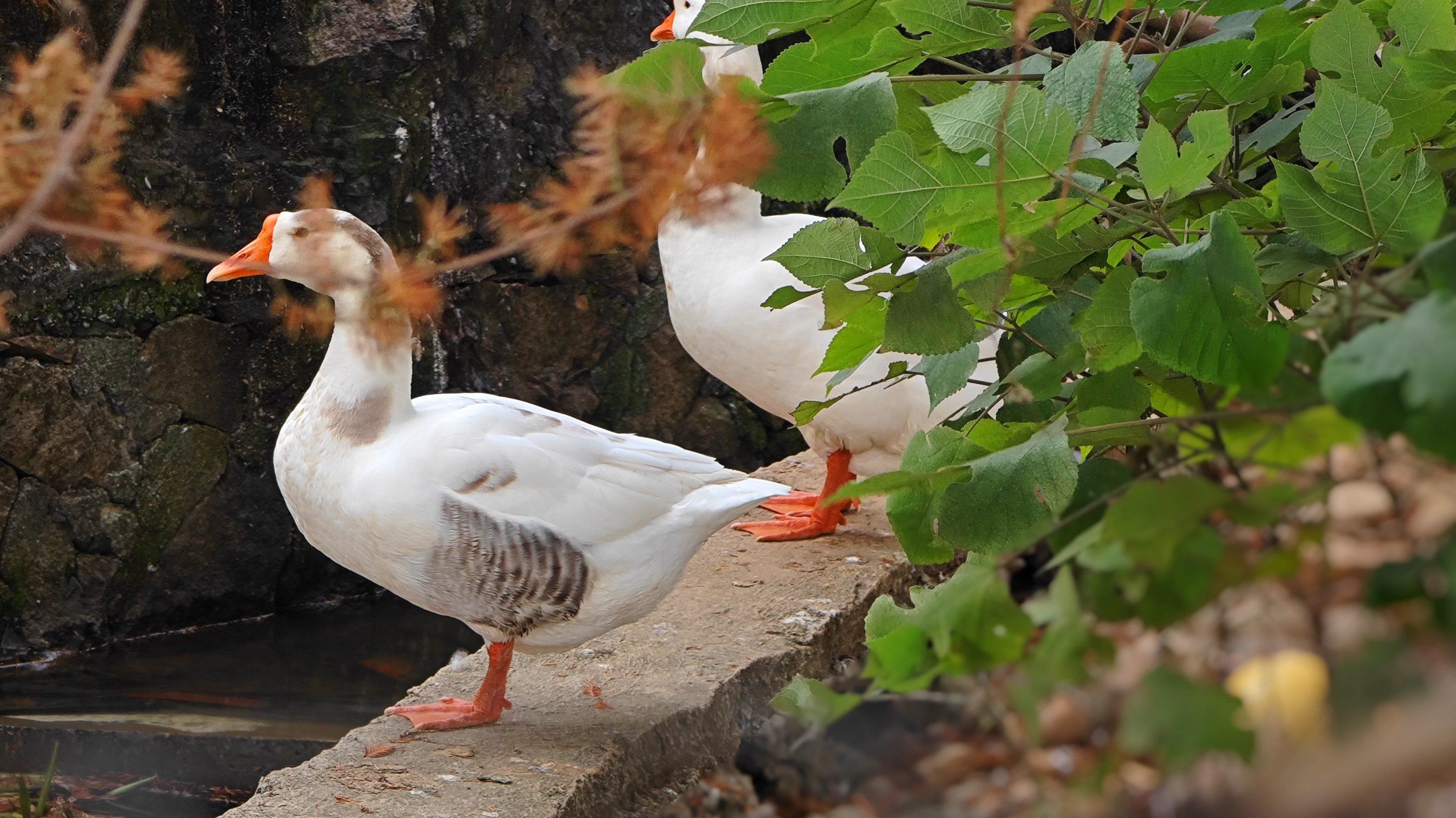鹅与斗鸡!还是鹭鸭!