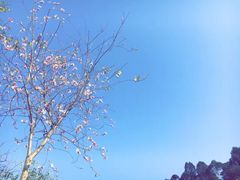 -南国桃园旅游度假区