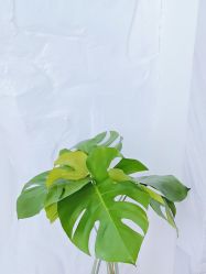 -小梨·OndaPro·专业脱毛连锁机构