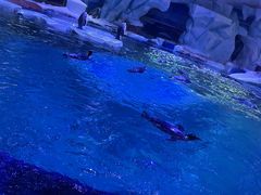 -上海海昌海洋公园