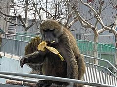 -西霞口神雕山野生动物世界