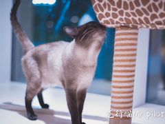 -飞行喵MR PILOT|猫舍·猫咖(静安大融城店)