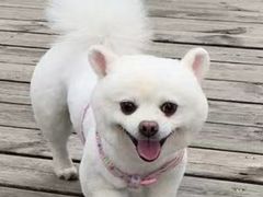 -1013 PET SHOP 宠物商店(近铁城市广场店)