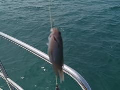 -小猫钓鱼海钓俱乐部(椰梦长廊店)