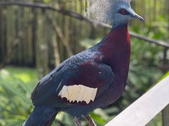 -新加坡飞禽公园