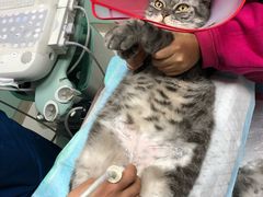 -纳吉亚猫专科动物医院博雅分院