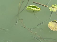-苏州太湖湖滨国家湿地公园