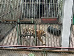 -合肥野生动物园