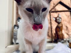 -猫小院猫主题餐厅(南锣旗舰店)