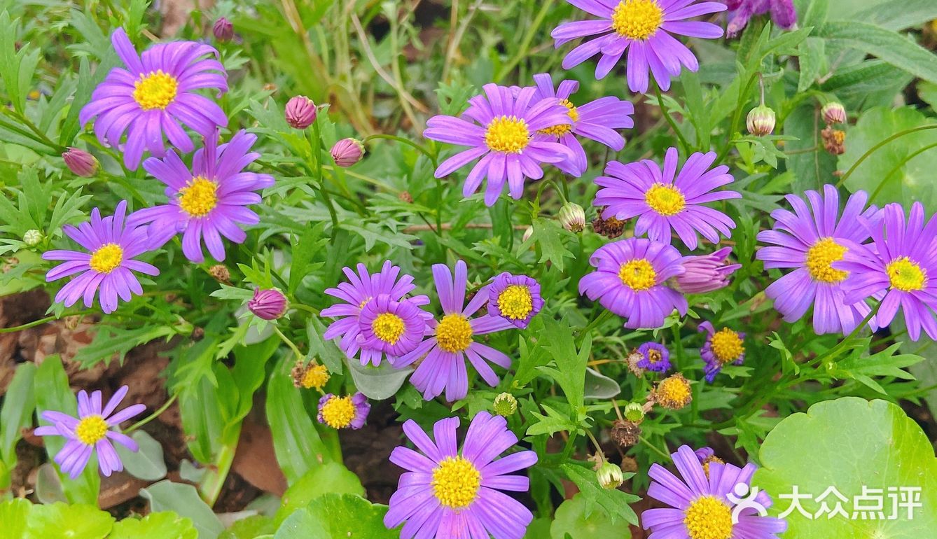 仙湖花展｜春日赏花｜满眼都是春天，美醉了