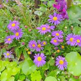 仙湖花展｜春日赏花｜满眼都是春天，美醉了