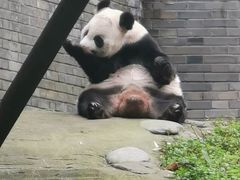 -都江堰中华大熊猫苑