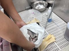 -北京观赏动物医院·24小时大型综合·猫专科·异宠专科
