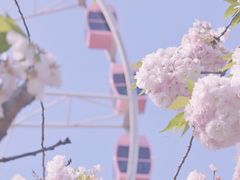 -顾村公园