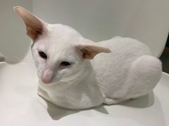 -飞行喵MR PILOT|猫舍·猫咖(静安大融城店)
