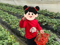 -胜丰草莓采摘园