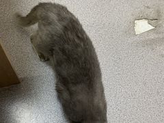 -瑞派宠物医院·犬猫全科·猫友好(宾水西道店)