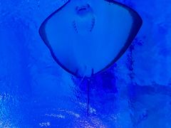 -海合安武汉极地海洋公园