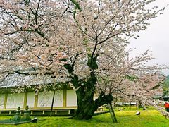 -醍醐寺