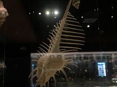 -青岛贝壳博物馆