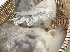 -怪兽屋·羊驼·猫咖·狗咖(俊华广场店)