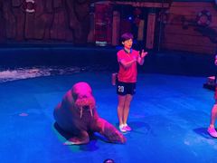 -烟台海昌鲸鲨海洋公园