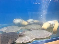 景观位-狮王府淮扬菜(新街口友谊店)