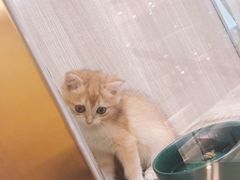 -飞行喵MR PILOT|猫舍·猫咖(静安大融城店)