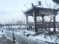 -樂桃源奉贤黄桃种植采摘基地