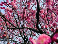 -梅花山(明孝陵内)