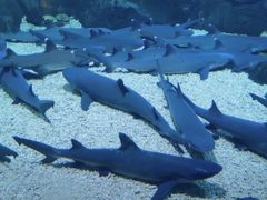 -烟台海昌鲸鲨海洋公园