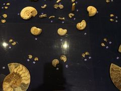 -青岛贝壳博物馆