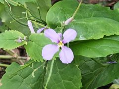 -上海佘山国家森林公园天马山园