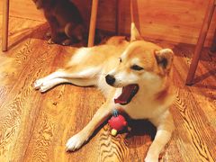 -柴务处·柴犬主题狗咖