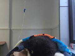-成都民大动物医院