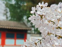 -颐和园
