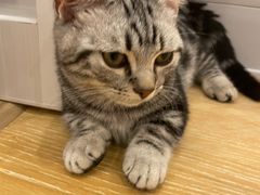 -猫咪派对(江南西店)