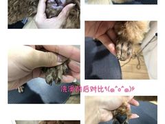 -Double Rui宠物酒店