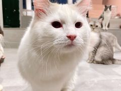 -猫儿山۰猫主题餐厅