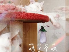 -猫腻·猫咖·撸猫馆(星光大道店)