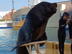 -秦皇岛乐岛海洋王国